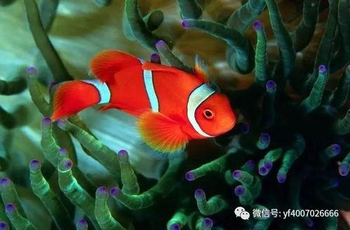 小丑鱼皮肤最新爆料,色彩斑斓，魅力无限