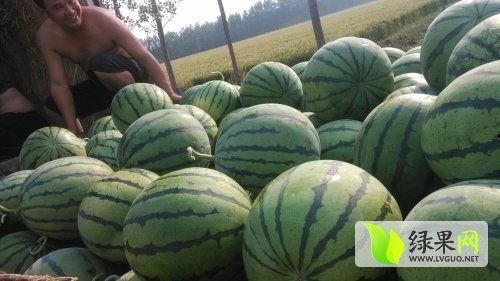 蔚县大瓜最新爆料事件,揭秘背后惊人真相