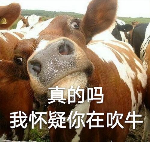 牛不啦二牛爆料视频,揭秘娱乐圈幕后真相