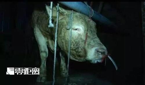 牛不啦二牛爆料视频,揭秘娱乐圈幕后真相